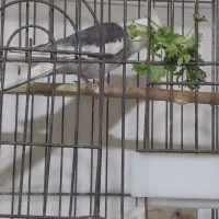 یک جفت عروس ، ۴ تا جوجه