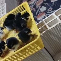 بومی جوجه گلپایگانی