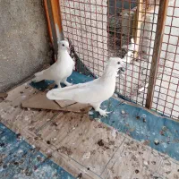 کبوتر بوشهری