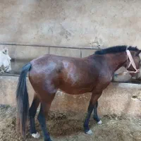 خریدو فروش اسب پالانی