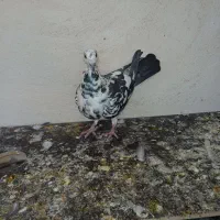 کبوتر پلاکی|پرنده|شیراز, آزادگان|دیوار