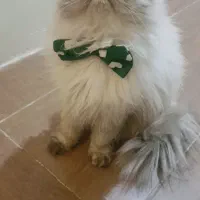 واگذاری گربه مولد پرشین/ اسکاتیش/ هیمالین