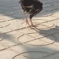 جوجه مرغ محلی|حیوانات مزرعه|نوبندگان, |دیوار