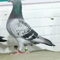 کبوتر پلاکی 4 عدد نر مسافت بلند