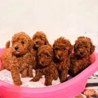 توله سگ توی پودل رد وارداتی ۷۰ روز|سگ|تهران, سعادت‌آباد|دیوار