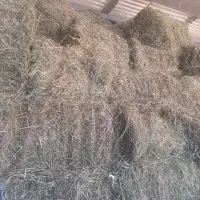 یونجه۲۰تن|عمدهفروشی|مراغه, |دیوار