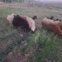بره گوشتی|حیوانات مزرعه|تبریز, |دیوار