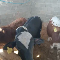 فروش گوساله نر|حیوانات مزرعه|فراشبند, |دیوار