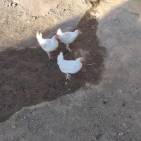 مرغ سفید تخم گذار|حیوانات مزرعه|هیر, |دیوار