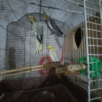 طوطی عروس ۵عدد|پرنده|رشت, لاکان شهر|دیوار