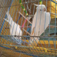 یک جفت عروس هلندی آلبینو