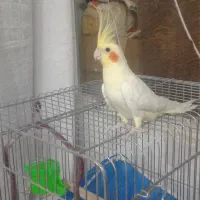 عروس هلندی نر لوتینو دستی سخنگو|پرنده|اصفهان, شاهد|دیوار