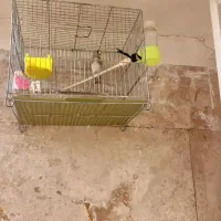 پرنده|پرنده|اسلامشهر, شهرک قائمیه|دیوار