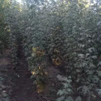 نهال نرک آلوچه ، نلک جهت احداث نهالستان|گل و گیاه طبیعی|مشهد, خواجه ربیع|دیوار