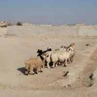 میش و بره|حیوانات مزرعه|تیران, |دیوار