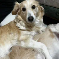 واگذاری رایگان سگ آگهی رونخونی جواب نمیگیری