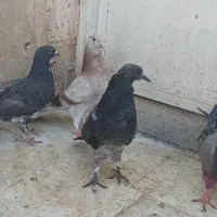 جوجه پرشی ...رنگی