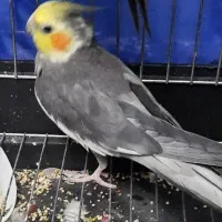 عروس هلندی سخنگو