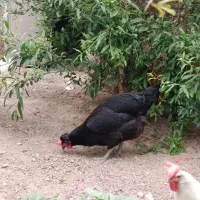 مرغ سیاه