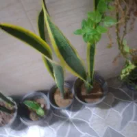 شوش فروش گلهای اپارتمانی|گل و گیاه طبیعی|شوش, |دیوار