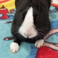 خرگوش زیبا،بازیگوش|موش و خرگوش|اردبیل, |دیوار