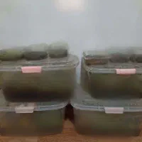 کار در منزل شغل خانگی با حلزون در کاردرمنزل