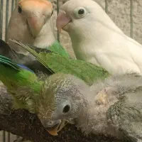 طوطی برزیلی موبد