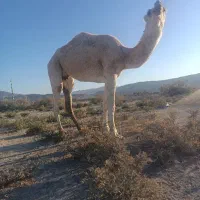 شتر|حیوانات مزرعه|قیروکارزین, |دیوار