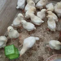 جوجه گوشتی