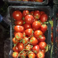 ارسال میوه و تره بار قیمت مناسب