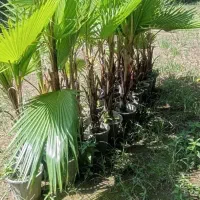 پالم بادبزنی(نخل واشنگتن)|گل و گیاه طبیعی|تهران,  امام زاده قاسم (نیاوران)|دیوار