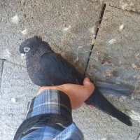 کفتر قیل سرخ کاشونی