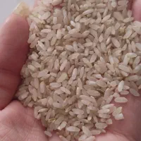 برنج کامفیروز