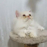 گربه پرشین کارملی|گربه|گرگان, |دیوار