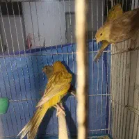 قناری های مست|پرنده|ملایر, |دیوار