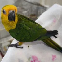 شاه تخم طوطی خورشیدی