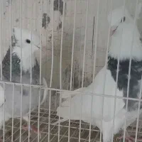 چند جفت طوقی یه جفت زاغ آبادانی یه جفت سرخ|پرنده|شاهین‌شهر, گرگاب|دیوار