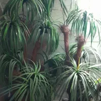 گل مصنوعی|گل مصنوعی|مشهد, طلاب|دیوار