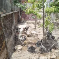 مرغ و خروس برهما و گلین
