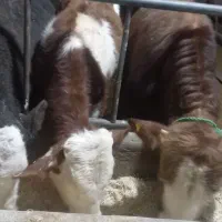 فروش گوساله داشتی