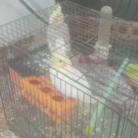 دو جفت عروس هلندی با قفس|پرنده|رشت, حومه رشت|دیوار