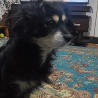 گمشده|سگ|سمنان, |دیوار