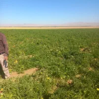 زمین-کشاورزی