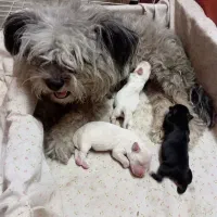 ماده‌ شیتزو کراس|سگ|گرگان, |دیوار