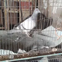 کبوتر فروشی|پرنده|شاهرود, |دیوار