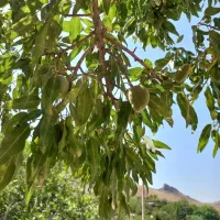 زمین-باغ-وشنوه-ویلا