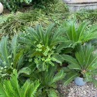 سیکاس|گل و گیاه طبیعی|نوشهر, |دیوار