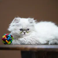 بچه گربه|گربه|بوشهر, |دیوار