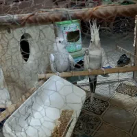 عروس هلندی|پرنده|نیک شهر, |دیوار