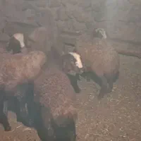 بره
